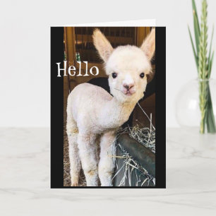 SWEET ALPACA SAYS *HAPPY 2ND BIRTHDAY"カード カード