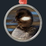 Sweet Bufflehead Duck on Sunlit Waters メタルオーナメント<br><div class="desc">Looking deceptively like a baby duck, this full grown Bufflehead hen struck the perfect pose for me at one of the inner ponds at the George C. Reifel Migratory Bird Sanctuary. Curious "sentries" like this one will often detach themselves from the flock to satisfy their curiosity about those lenses pointed...</div>