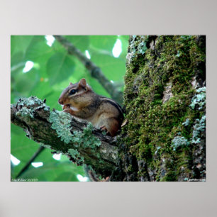 Sweet Chipmunk in a Tree Poster ポスター