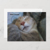 sweet dreams cat taking her nap postcard ポストカード (正面/裏面)