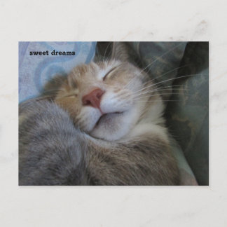 sweet dreams cat taking her nap postcard ポストカード