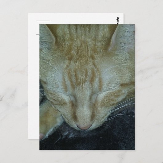 Sweet Ginger Kitty Asleep ポストカード (正面/裏面)
