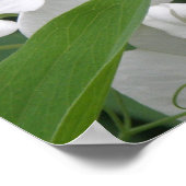 Sweet Pea Flower Print ポスター (角)