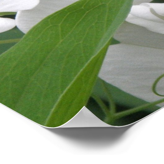 Sweet Pea Flower Print ポスター (角)