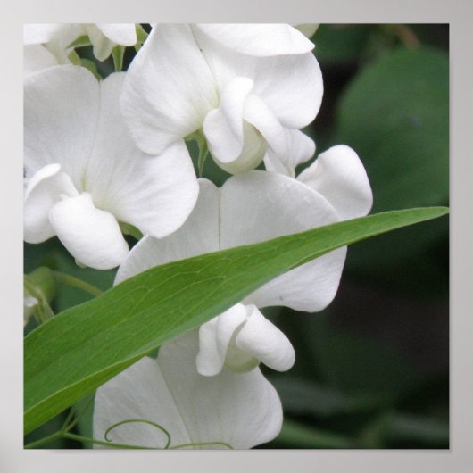 Sweet Pea Flower Print ポスター (正面)