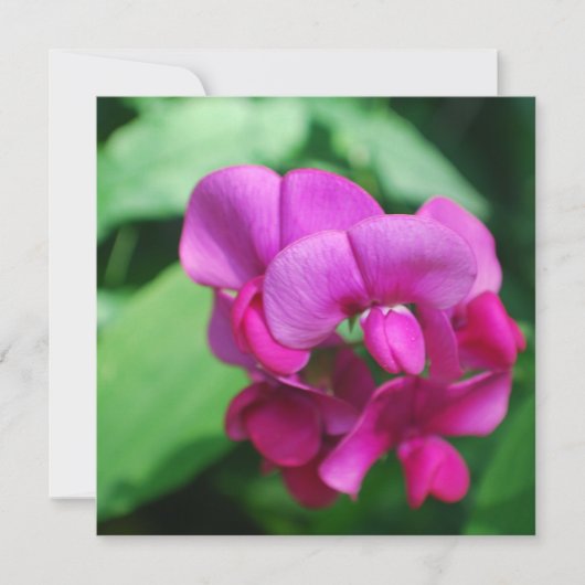 Sweet Pea Invitations 招待状 (正面)