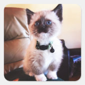 Sweet Siamese Kittenの写真 |動物の写真 スクエアシール (正面)