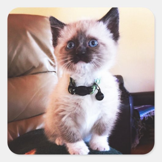 Sweet Siamese Kittenの写真 |動物の写真 スクエアシール (正面)