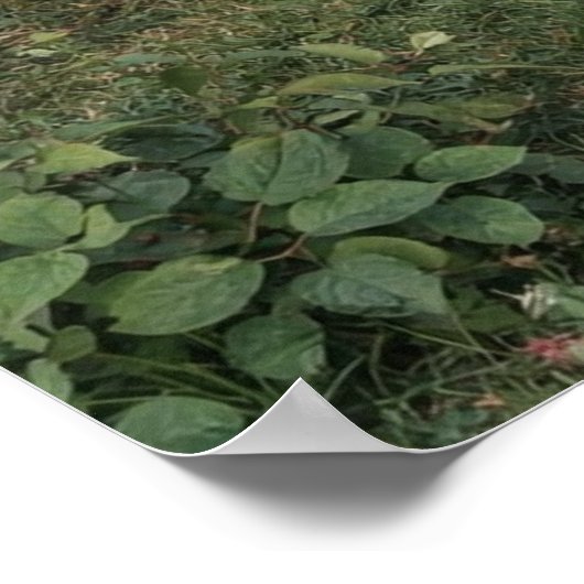 Sweet Summer by John William Waterhouse ポスター (角)