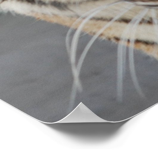 Sweet Tiger ポスター (角)