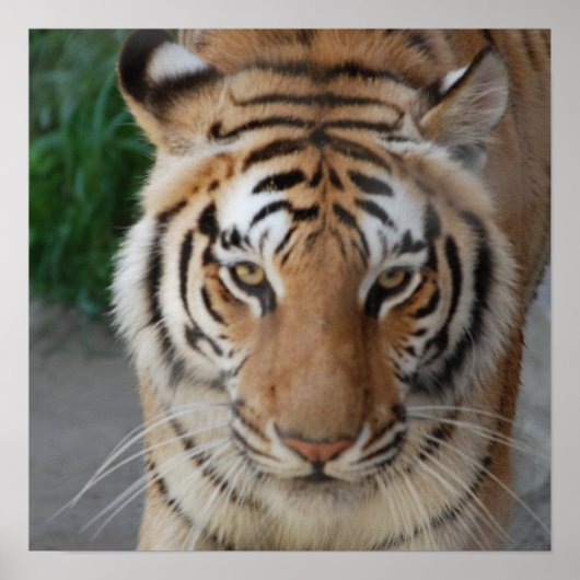 Sweet Tiger ポスター (正面)