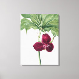 Sweet Trillium Botanicalプリント：自然のキャプチャ キャンバスプリント