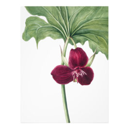 Sweet Trillium Botanicalプリント：自然のキャプチャ フォトプリント