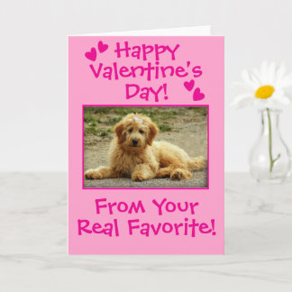 Sweet Valentine's Day From The Dog Photo Card カード