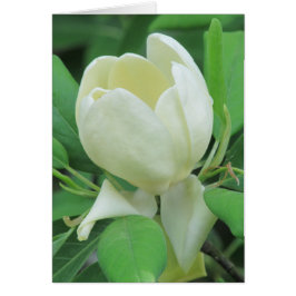 Sweetbayのマグノリア