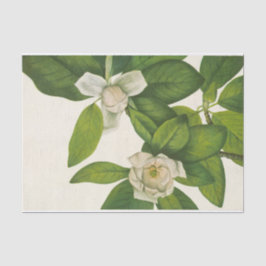 Sweetbay by Mary Vaux Walcott 薄葉紙