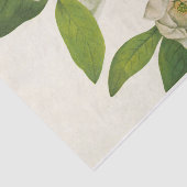 Sweetbay by Mary Vaux Walcott 薄葉紙 (詳細)