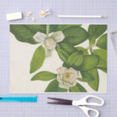 Sweetbay by Mary Vaux Walcott 薄葉紙 (クラフト)