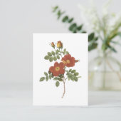 sweetbriarバラ(Rosa eglanteria)by Redote ポストカード (スタンド正面)