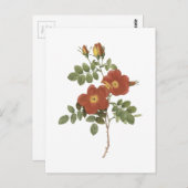 sweetbriarバラ(Rosa eglanteria)by Redote ポストカード (正面/裏面)