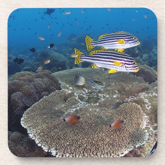 Sweetlipの魚 コースター (正面)