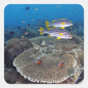 Sweetlipの魚 スクエアシール