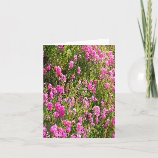 Sweetpeas on the hill.... カード (正面)