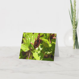 Sweetshrub (Calycanthusのfloridus) シーズンカード