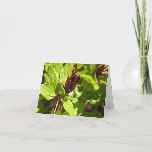 Sweetshrub (Calycanthusのfloridus) シーズンカード (正面)