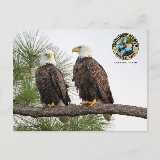 SWFLEagleCamポストカード ポストカード (正面)