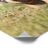 Swiftキツネ(Vulpes macrotis)若いデンバロー， 2 ポスター (角)