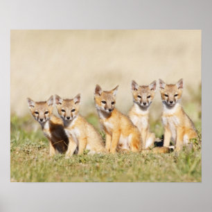 Swiftキツネ(Vulpes macrotis)若いデンバロー, 2 ポスター