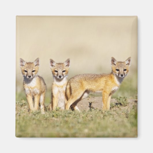 Swiftキツネ(Vulpes macrotis)若いデンバロー， 3 マグネット (正面)