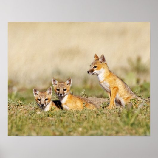 Swiftキツネ(Vulpes macrotis)若いデンバロー, 5 ポスター (正面)