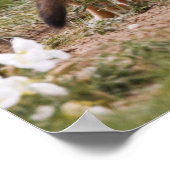 Swiftキツネ(Vulpes velox)若い女性 ポスター (角)