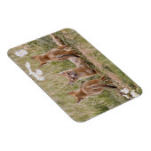 Swiftキツネ(Vulpes velox)若い女性 マグネット (右側)