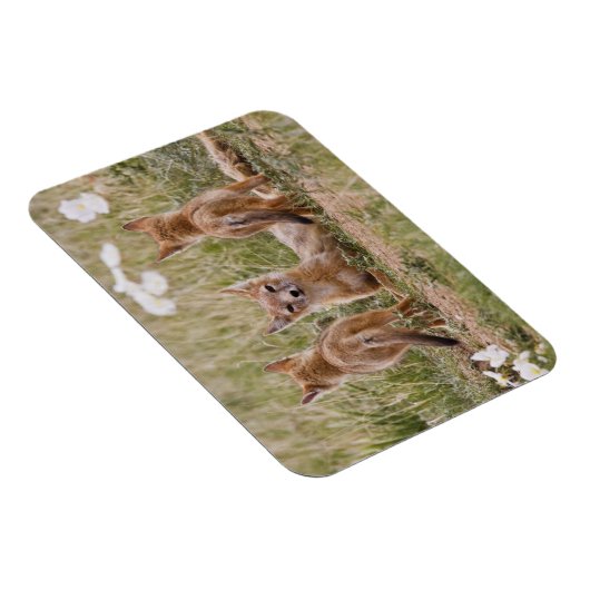 Swiftキツネ(Vulpes velox)若い女性 マグネット (右側)