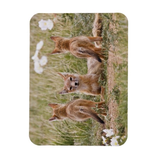 Swiftキツネ(Vulpes velox)若い女性 マグネット (縦)