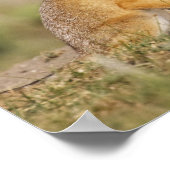 Swift Fox (Vulpes macrotis) young at den burrow, ポスター (角)