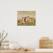 Swift Fox (Vulpes macrotis) young at den burrow, ポスター (キッチン)