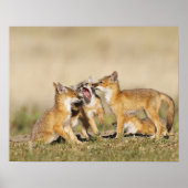 Swift Fox (Vulpes macrotis) young at den burrow, ポスター (正面)