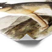 Swift Fox (Vulpes velox) Illustration ポスター (角)