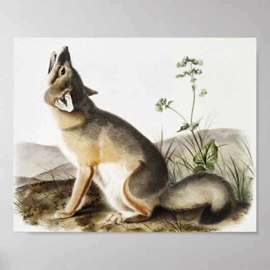 Swift Fox (Vulpes velox) Illustration ポスター (正面)