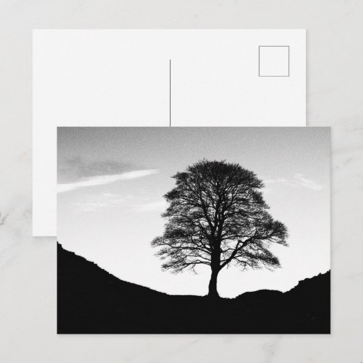 Sycamore Gapはがき ポストカード (正面/裏面)