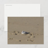 Sydney Seagull Beach Photography ポストカード (正面/裏面)