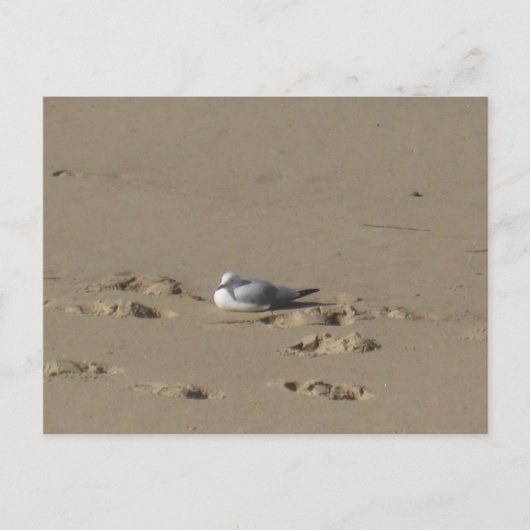 Sydney Seagull Beach Photography ポストカード (正面)