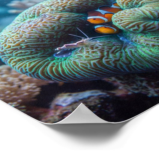 Symbiotic Life: Clownfish, Shrimp & Brain Coral ポスター (角)
