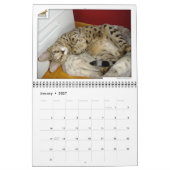 Syminouカレンダー2018 Savannah Cat カレンダー (1月 2027)