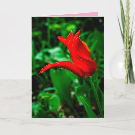 Sympathy Card with a Photo of a Canna Lily カード (正面)