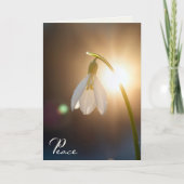Sympathy Snowdrop with Dewdrops in Sunlight カード (正面)